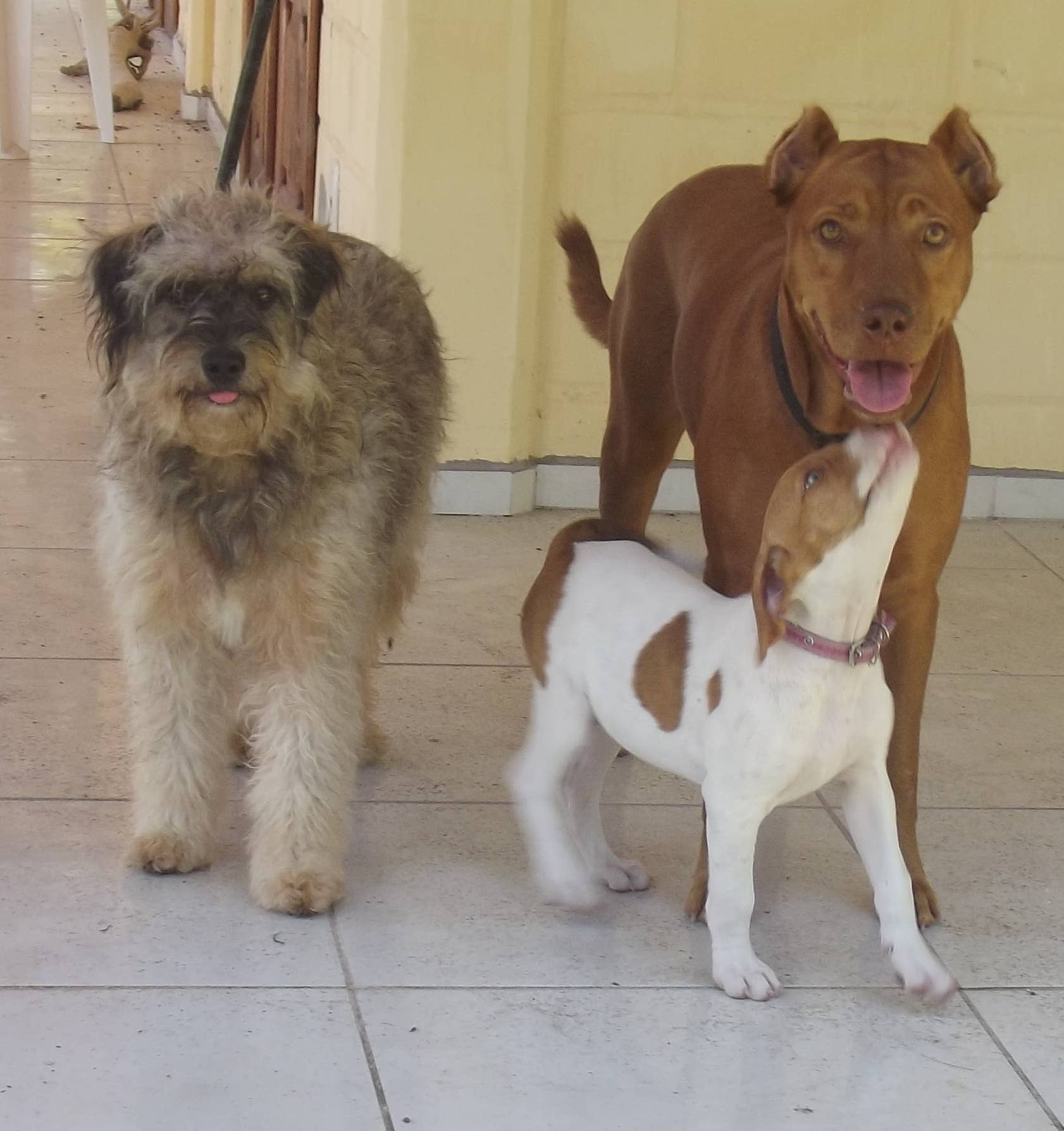 View of 7 Ways to Train a Dog to Get Along With Other Dogs - PetHelpful