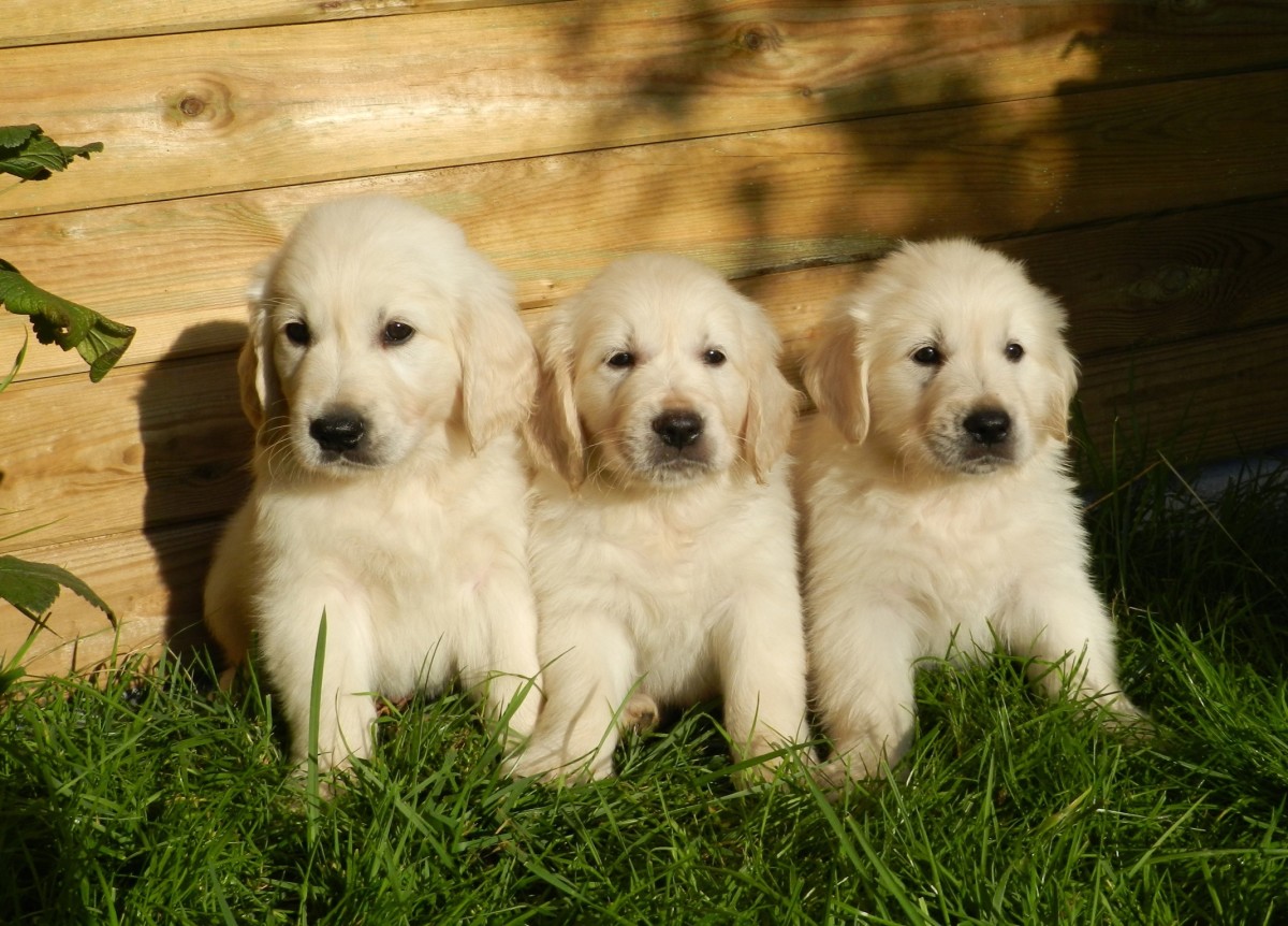 The Truth About English Cream White Golden Retrievers PetHelpful