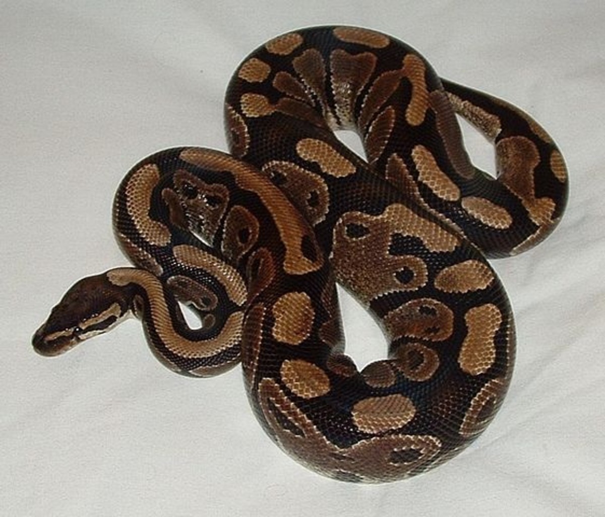 Best Pet Snake Species for Children and Beginners - PetHelpful News