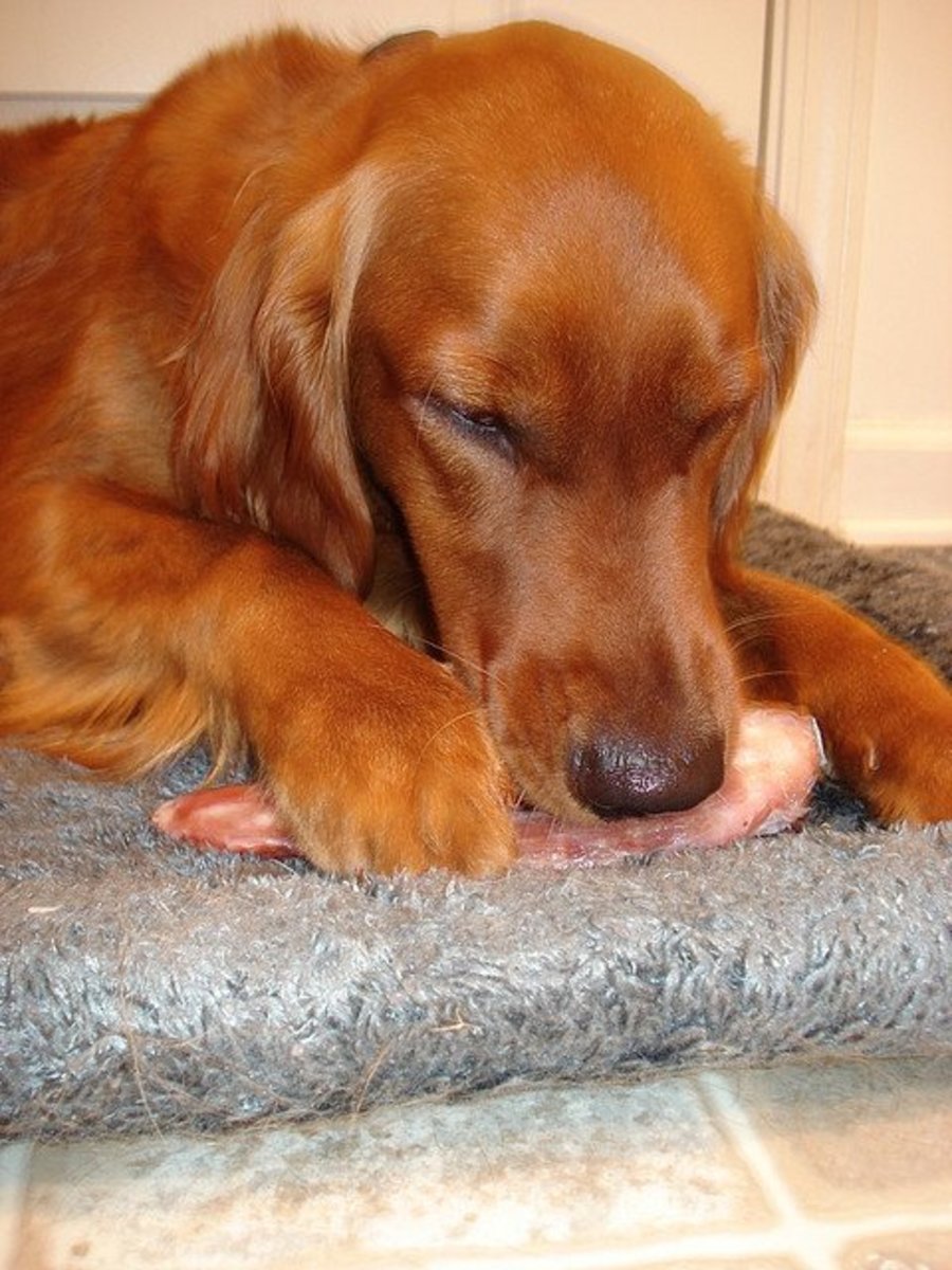 Reducing Shedding in Dogs: The Role of Nutrition and Best Dog Food ...