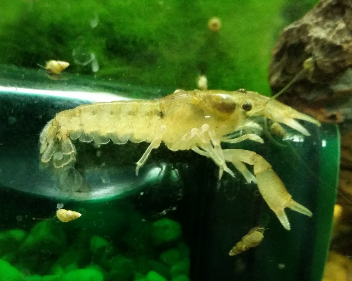 How to Care for Cajun Dwarf Crayfish Cambarellus shufeldtii PetHelpful