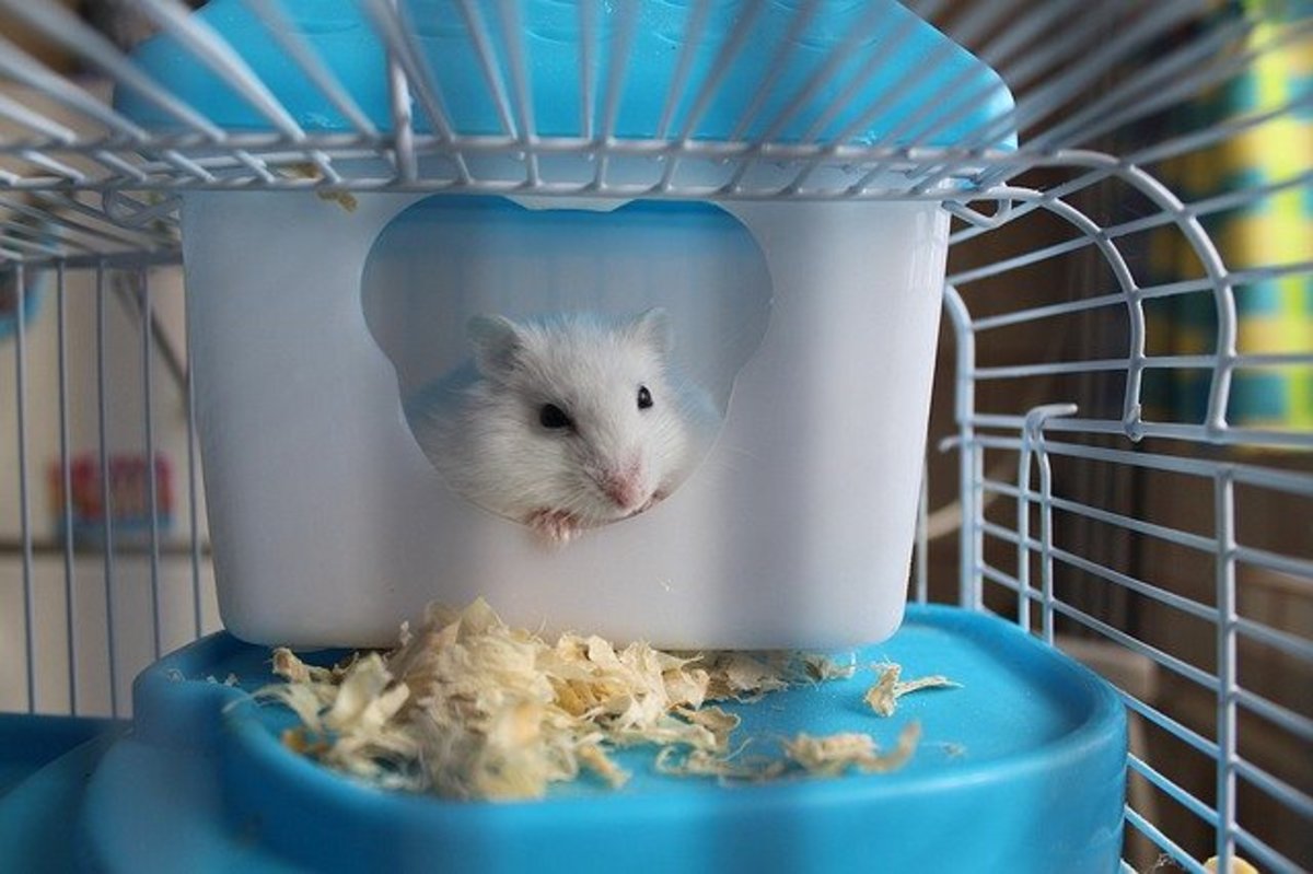 9 Items Your Hamster Needs for a Long and Happy Life PetHelpful