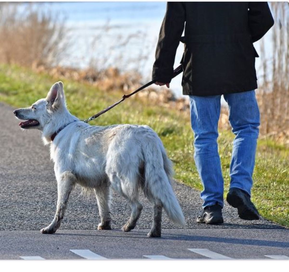 How to Help a Dog Recover From a Dog Attack - PetHelpful