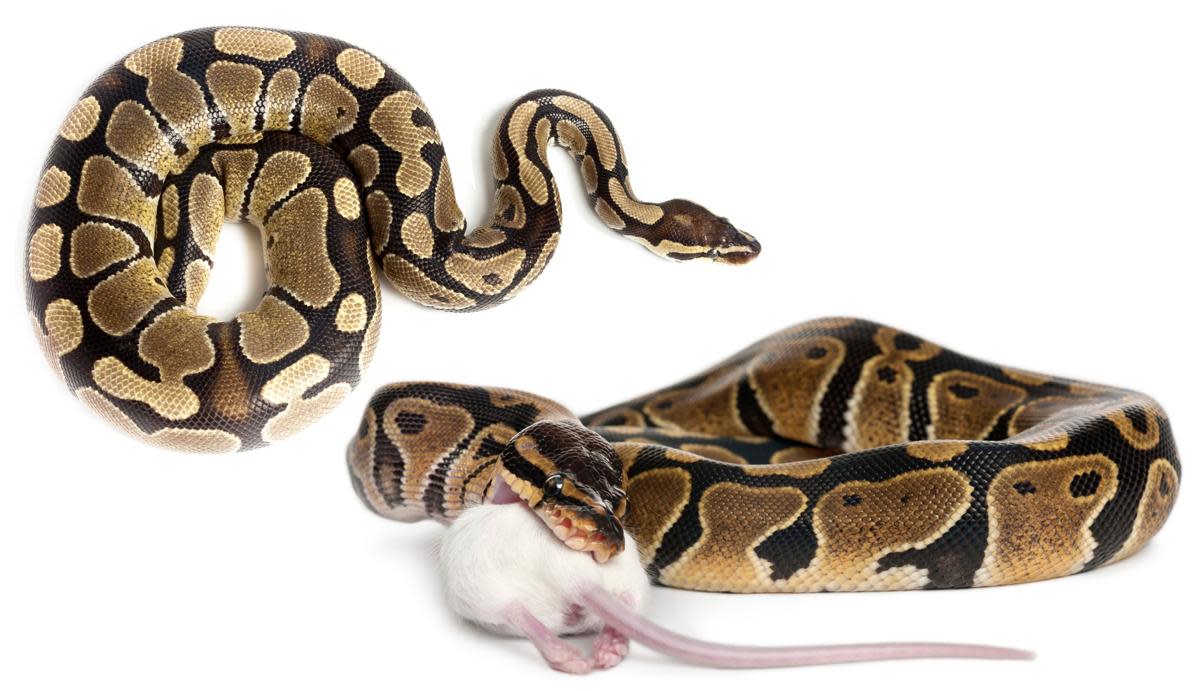 Ball Python Care Guide - PetHelpful