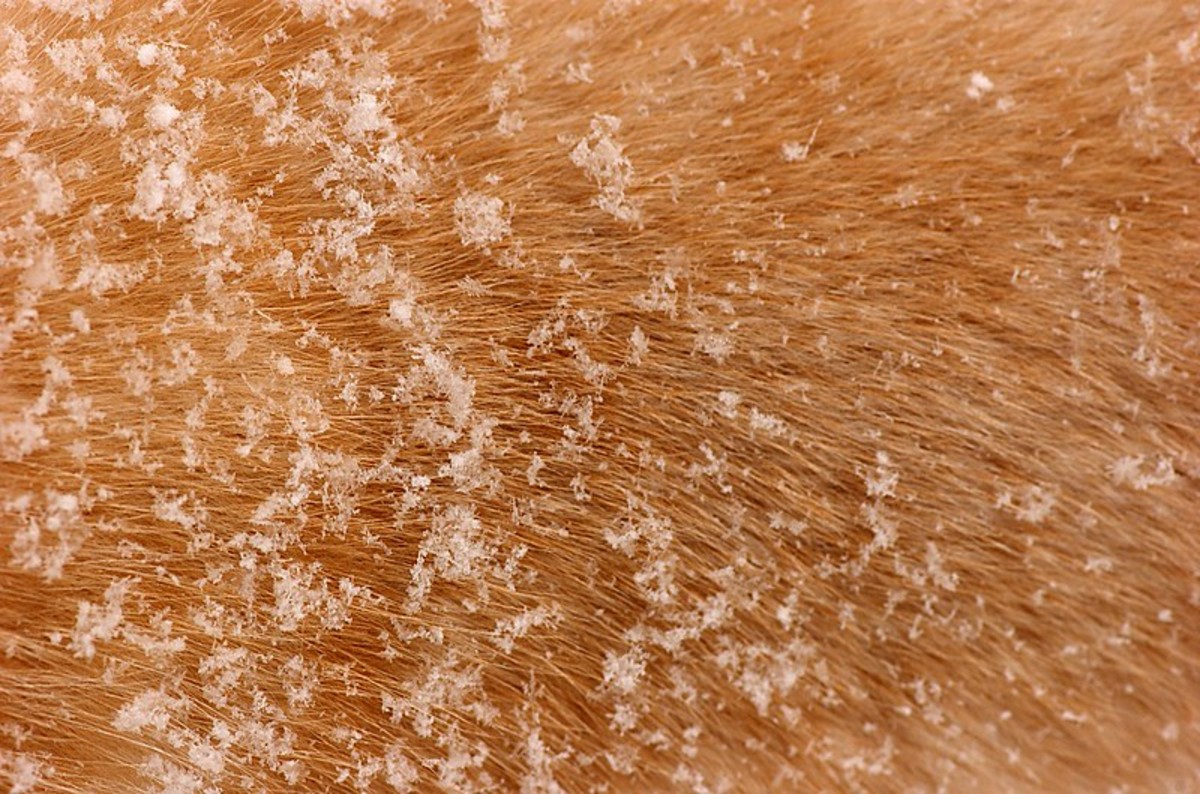 4 Types of Dandruff in Dogs Easy Ways to Control It at Home PetHelpful