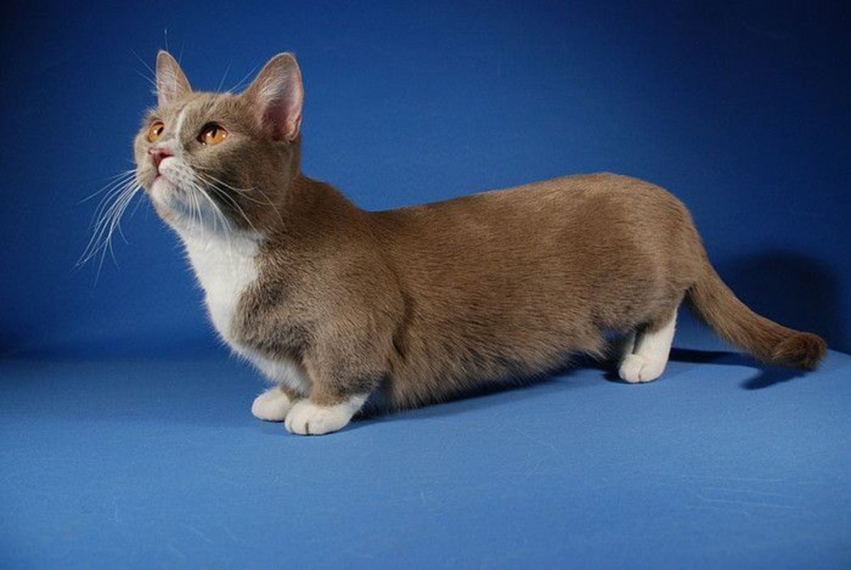 top-10-weirdest-cat-breeds.jpg