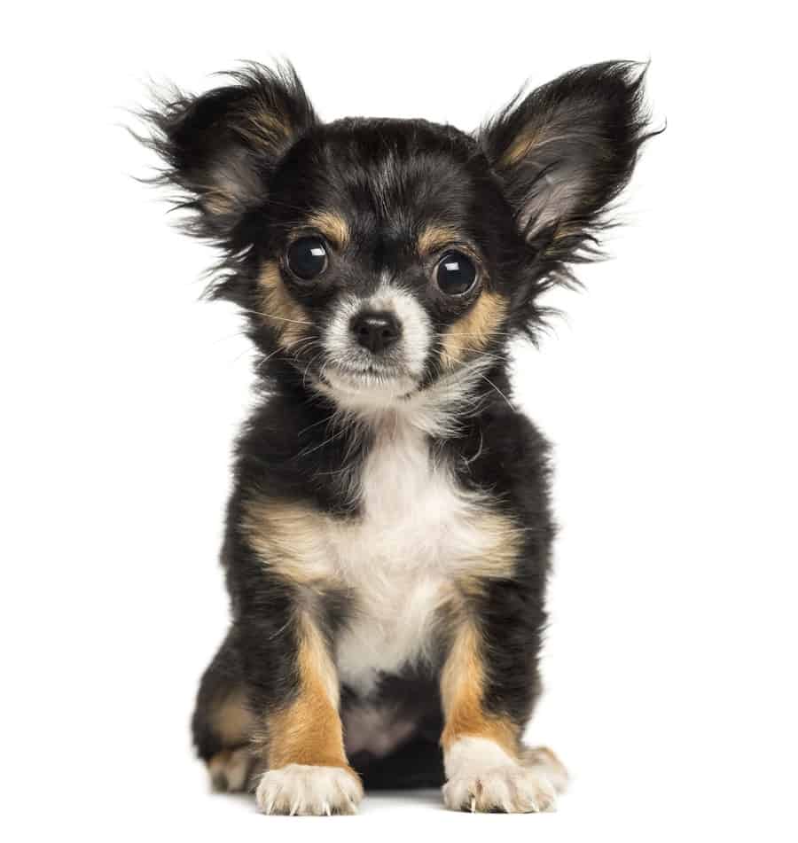 The 7 Best Miniature Dog Breeds: Toys and Teacups - PetHelpful