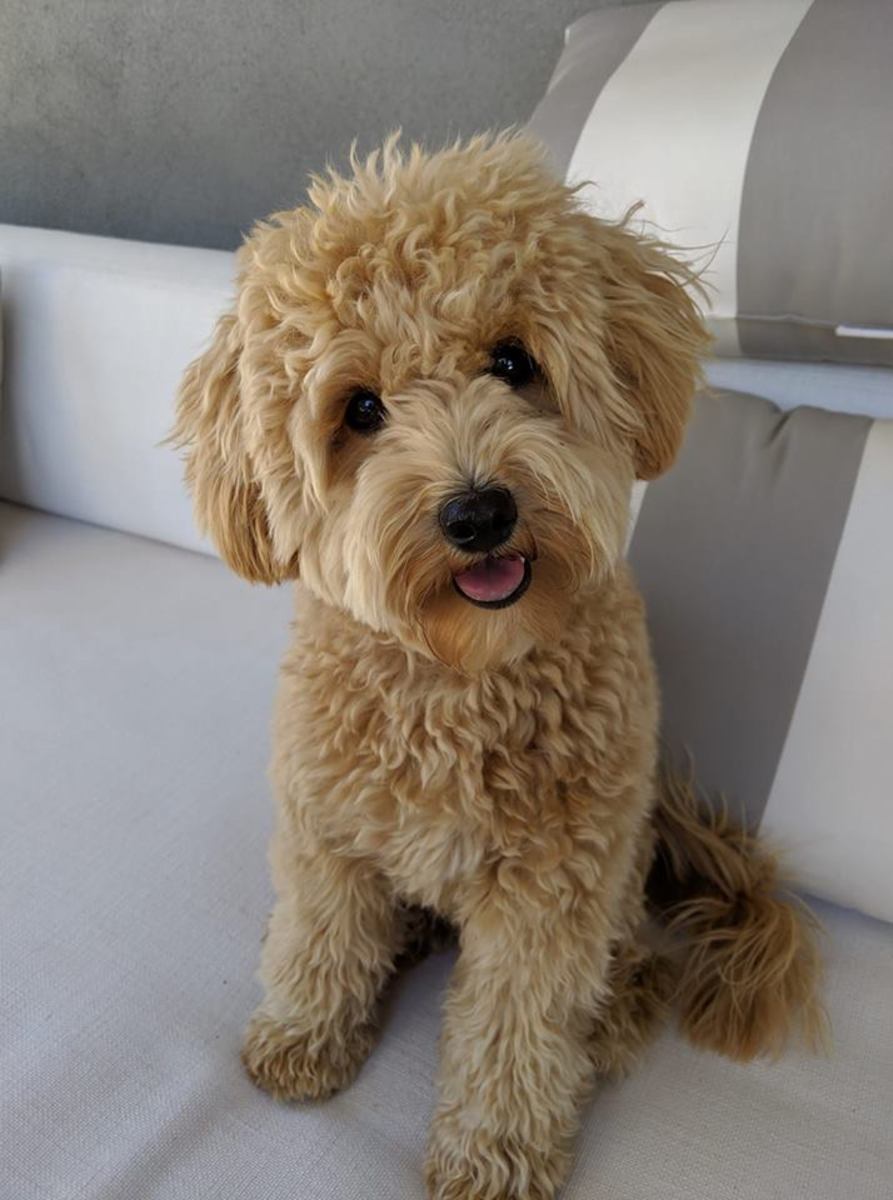 5 Types of Doodle Dogs The Pros and Cons of Each Breed PetHelpful