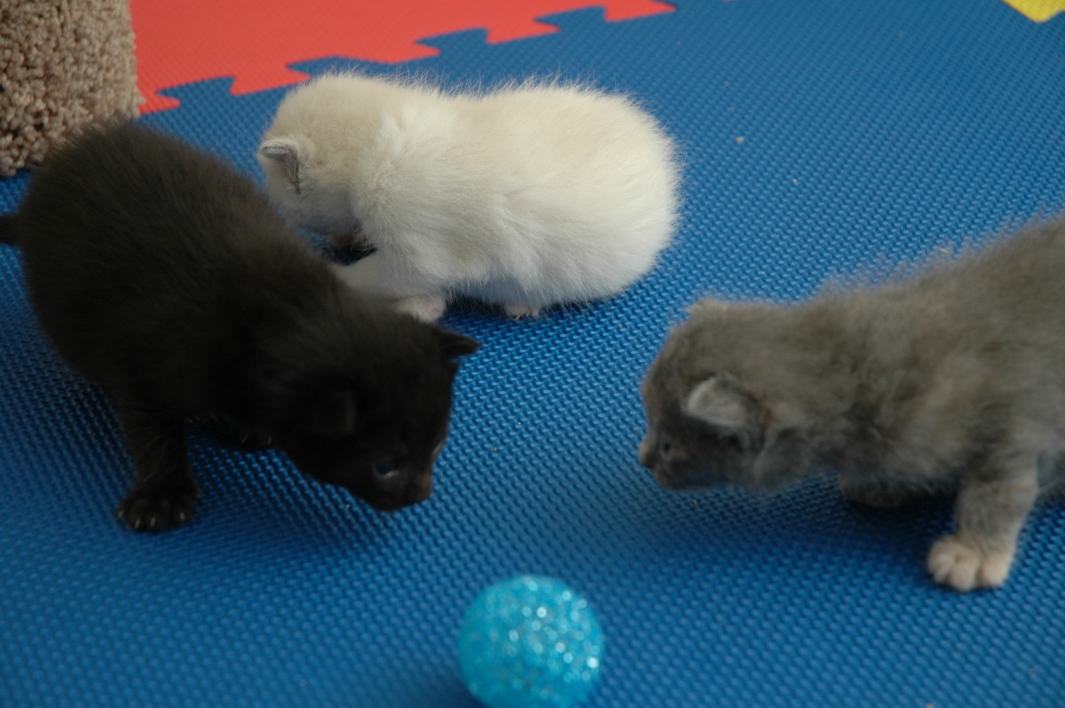 Will My Kitten's Blue Eyes Change Color? (Common Kitten Questions