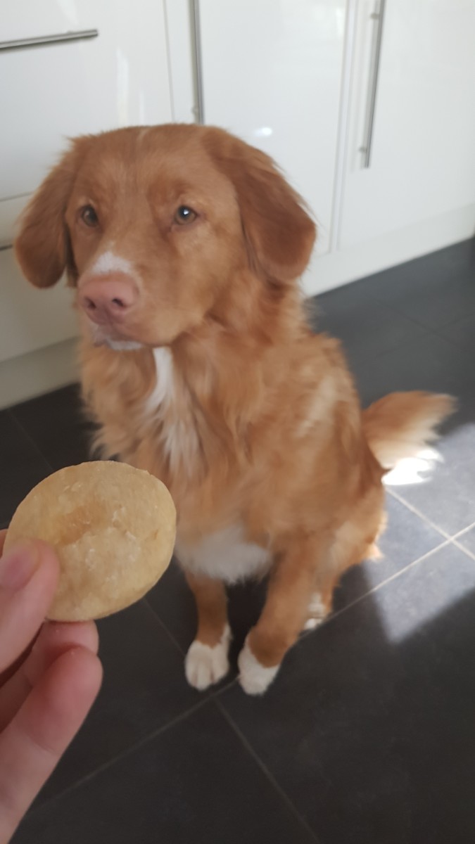 4 ingredient peanut butter dog treats hotsell