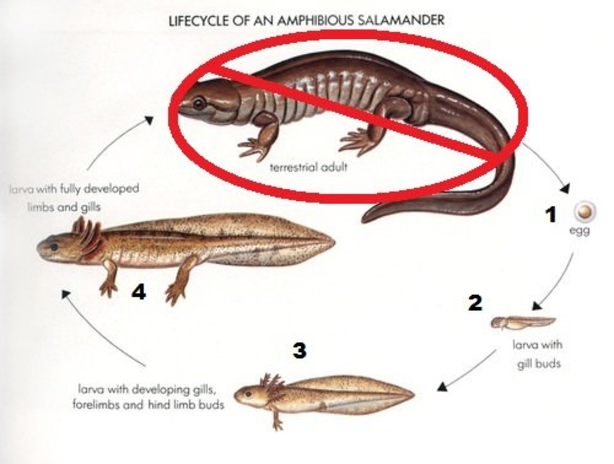 Everything About Axolotls, a Basic Guide for New Owners - PetHelpful