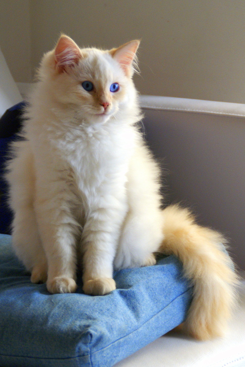 Ragdoll Cats What to Expect During the First Year PetHelpful