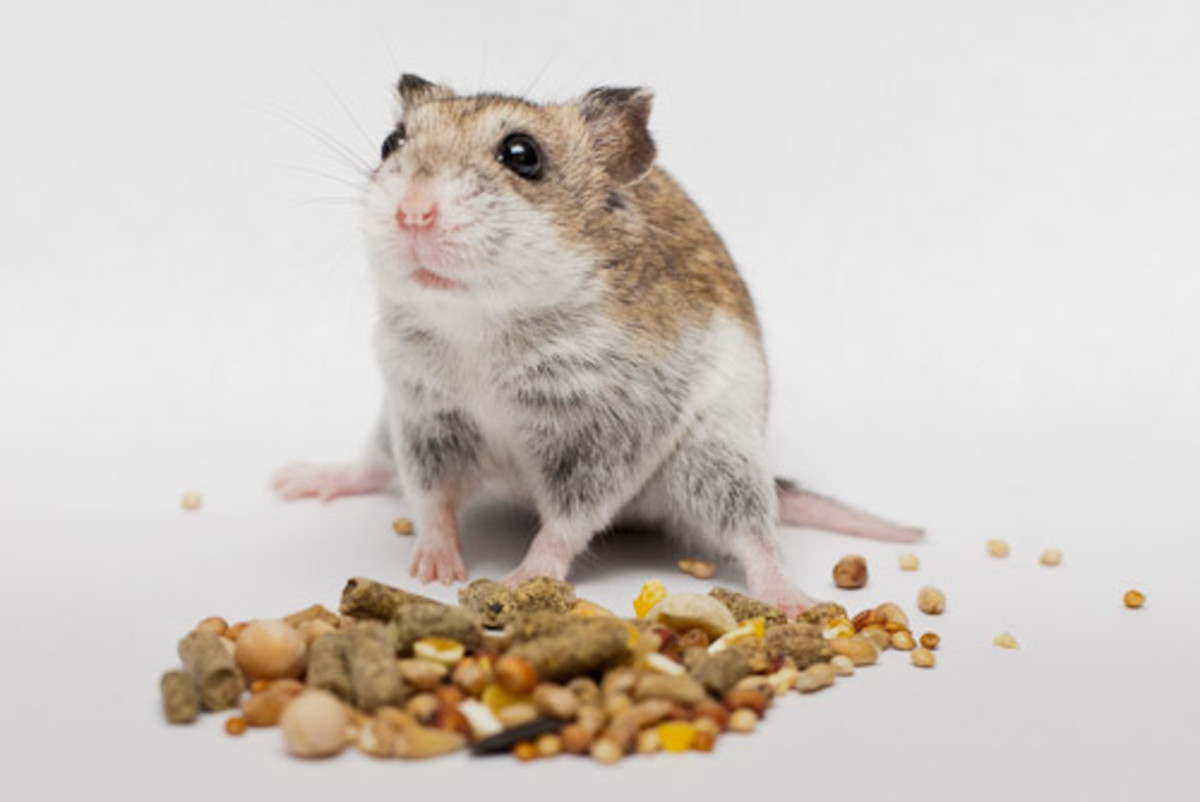 Organic hamster food hotsell