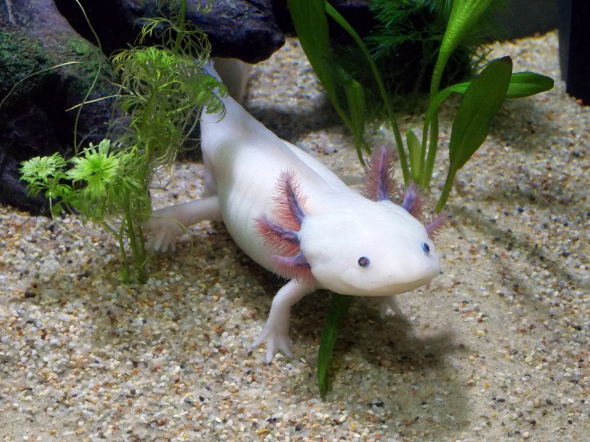 How Difficult Is It to Care for Axolotls? - PetHelpful