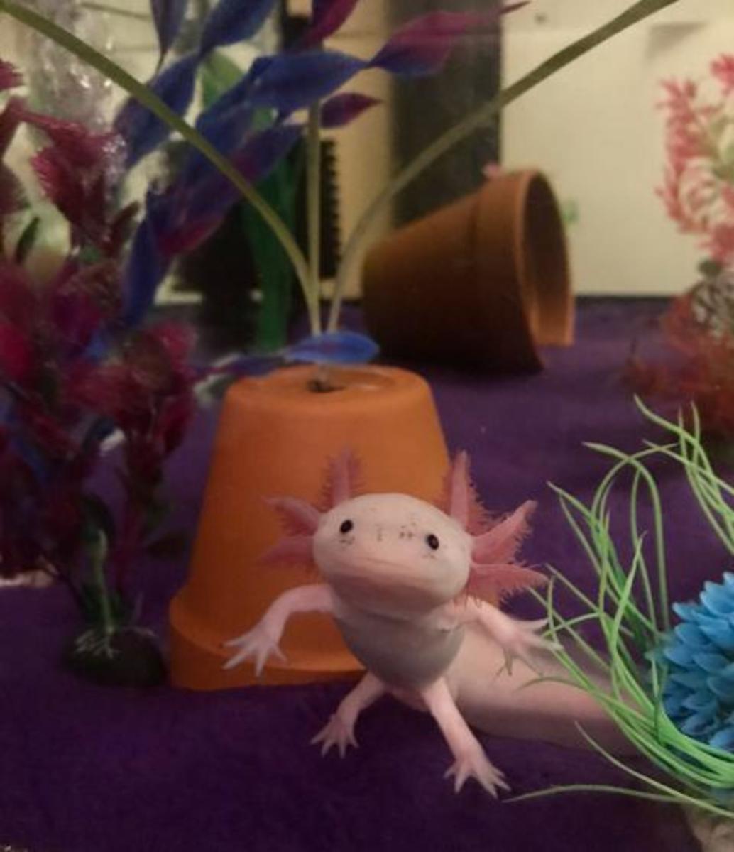 How Difficult Is It to Care for Axolotls? - PetHelpful