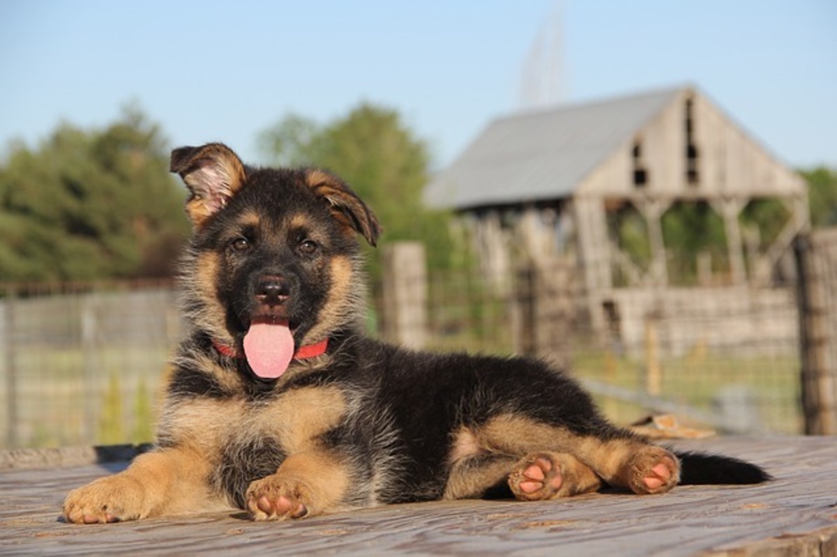 16 Ways to Stop a German Shepherd Puppy From Biting PetHelpful