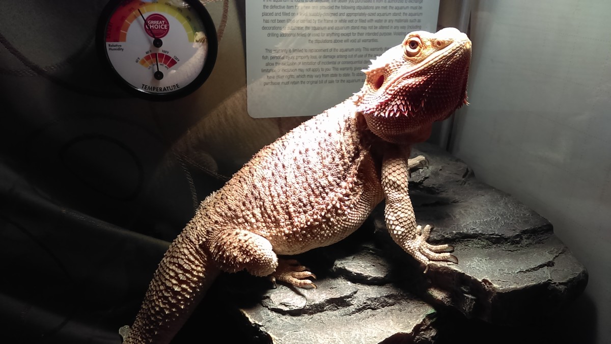 7-Step Bearded Dragon Care Guide - PetHelpful