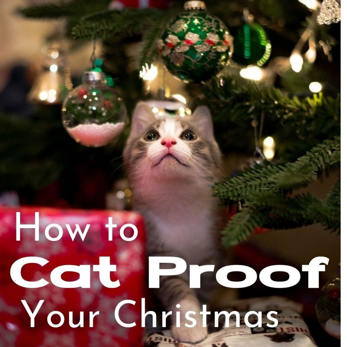 How to Cat Proof Your Christmas PetHelpful News