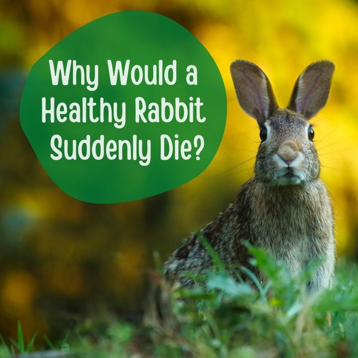 10 Common Causes of Sudden Death in Healthy Rabbits - PetHelpful