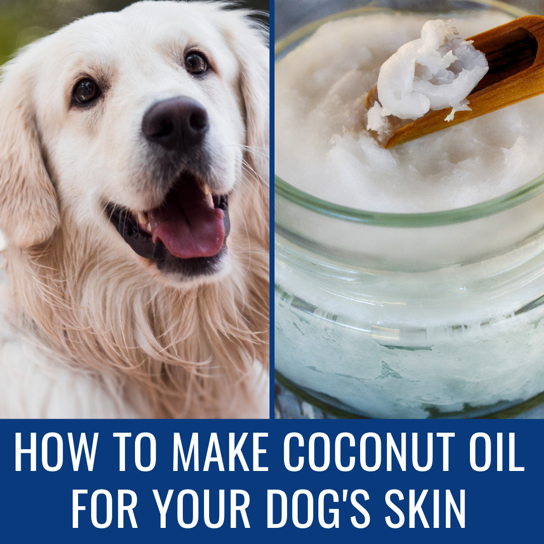 How to Make Virgin Coconut Oil for Your Dog - PetHelpful