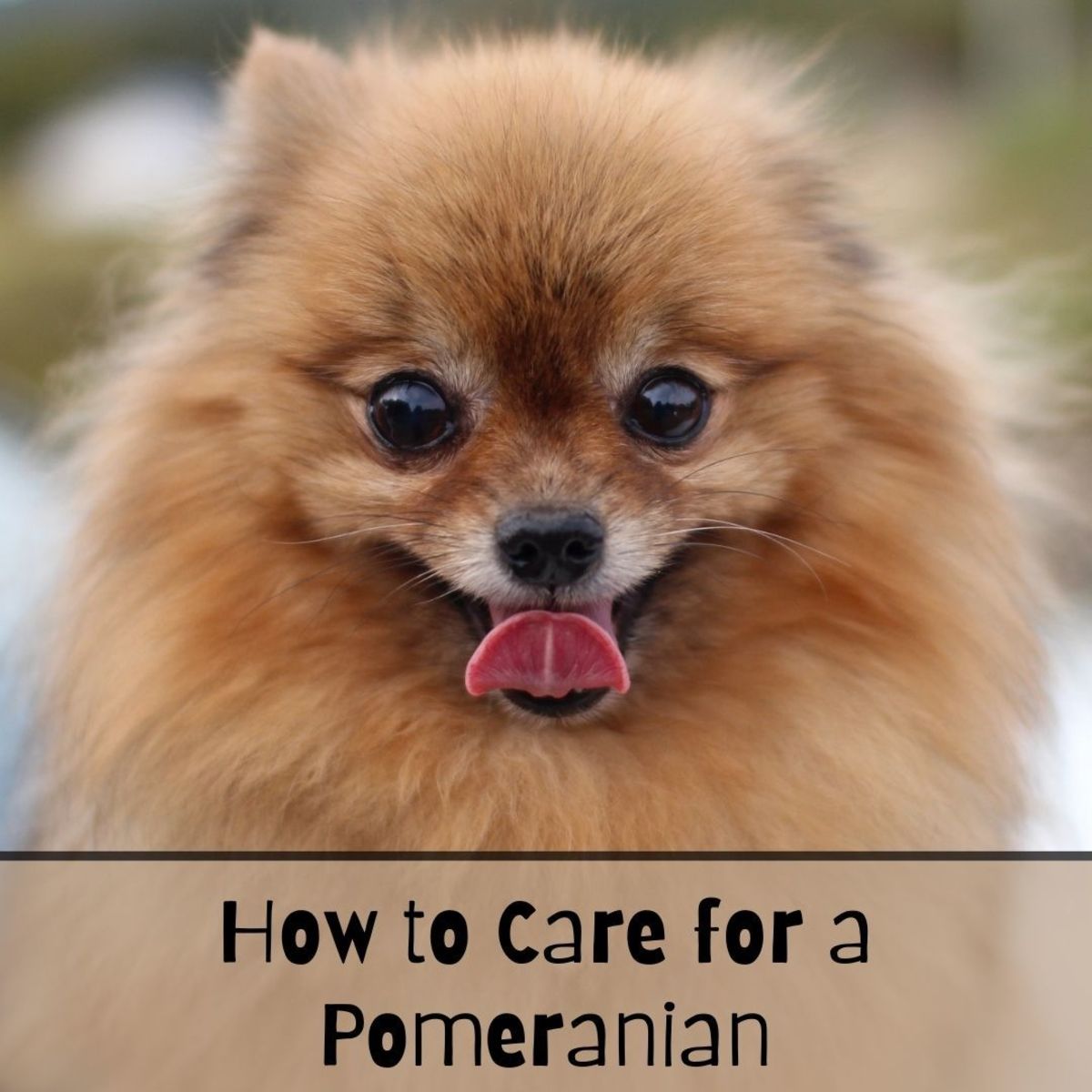 A How to Guide for Caring for a Pomeranian PetHelpful