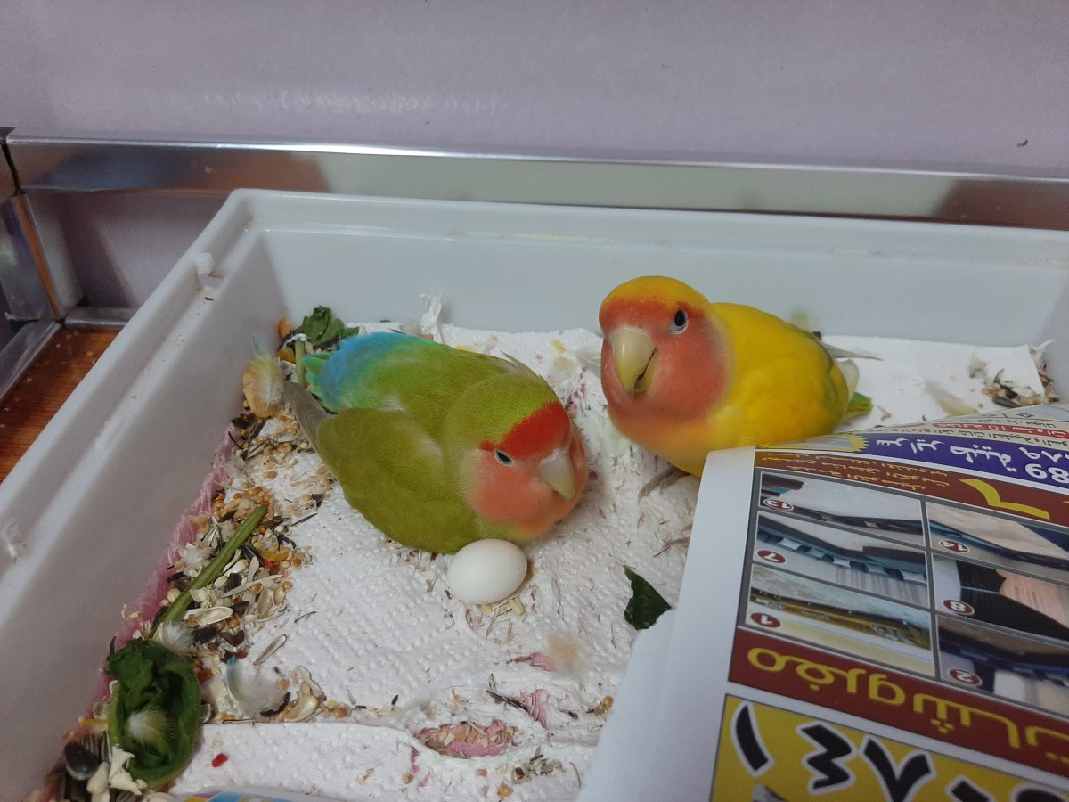 Lovebirds Egg Laying Process A Personal Experience PetHelpful
