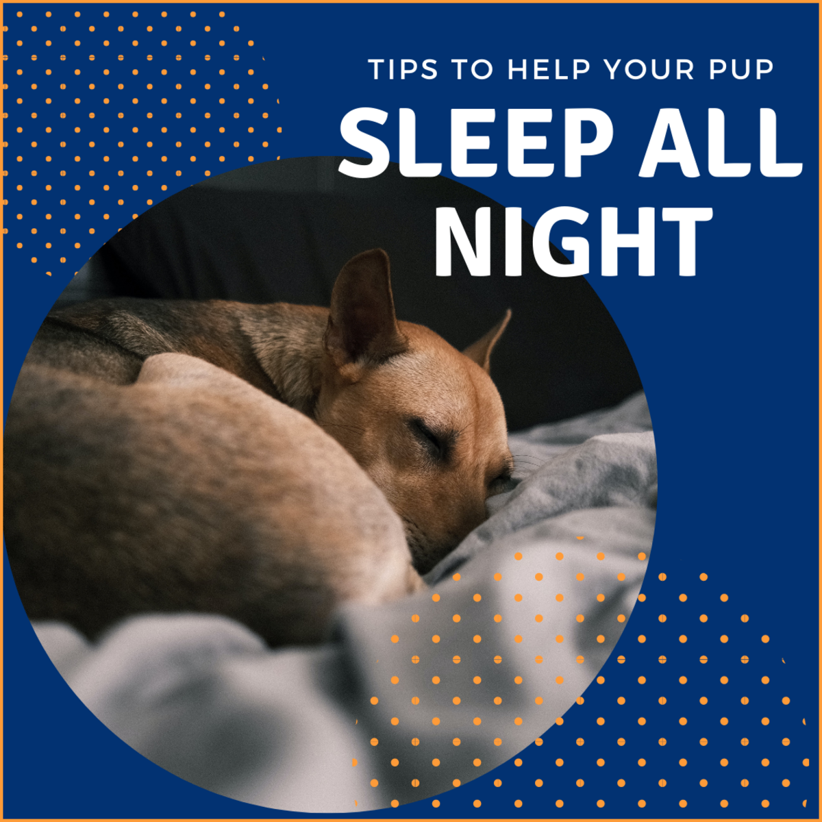 10 Tips to Help Your Dog or Puppy Sleep Through the Night - PetHelpful