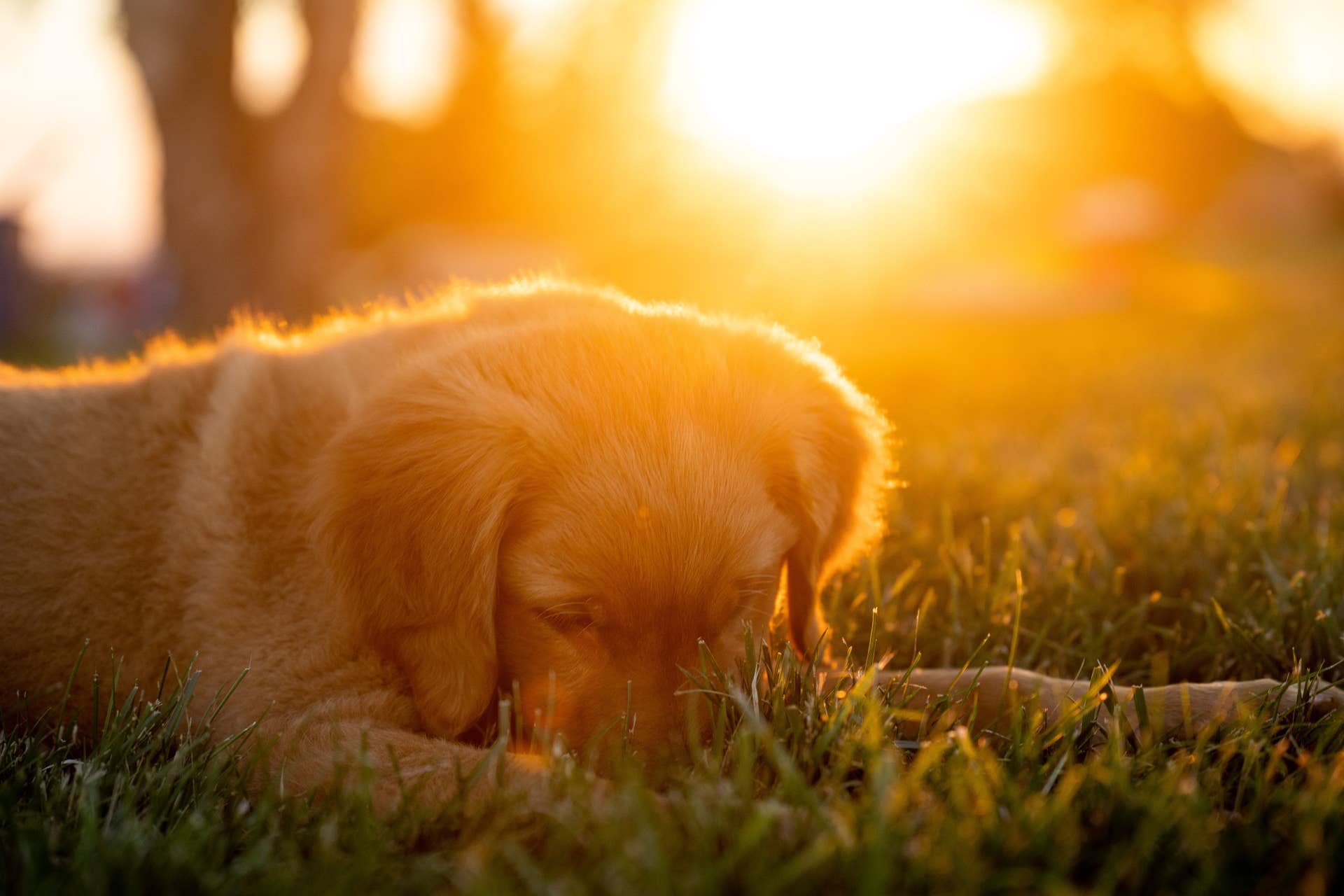 Image showcasing Alternative Seizure Medications for Dogs and Side Effect Info - PetHelpful