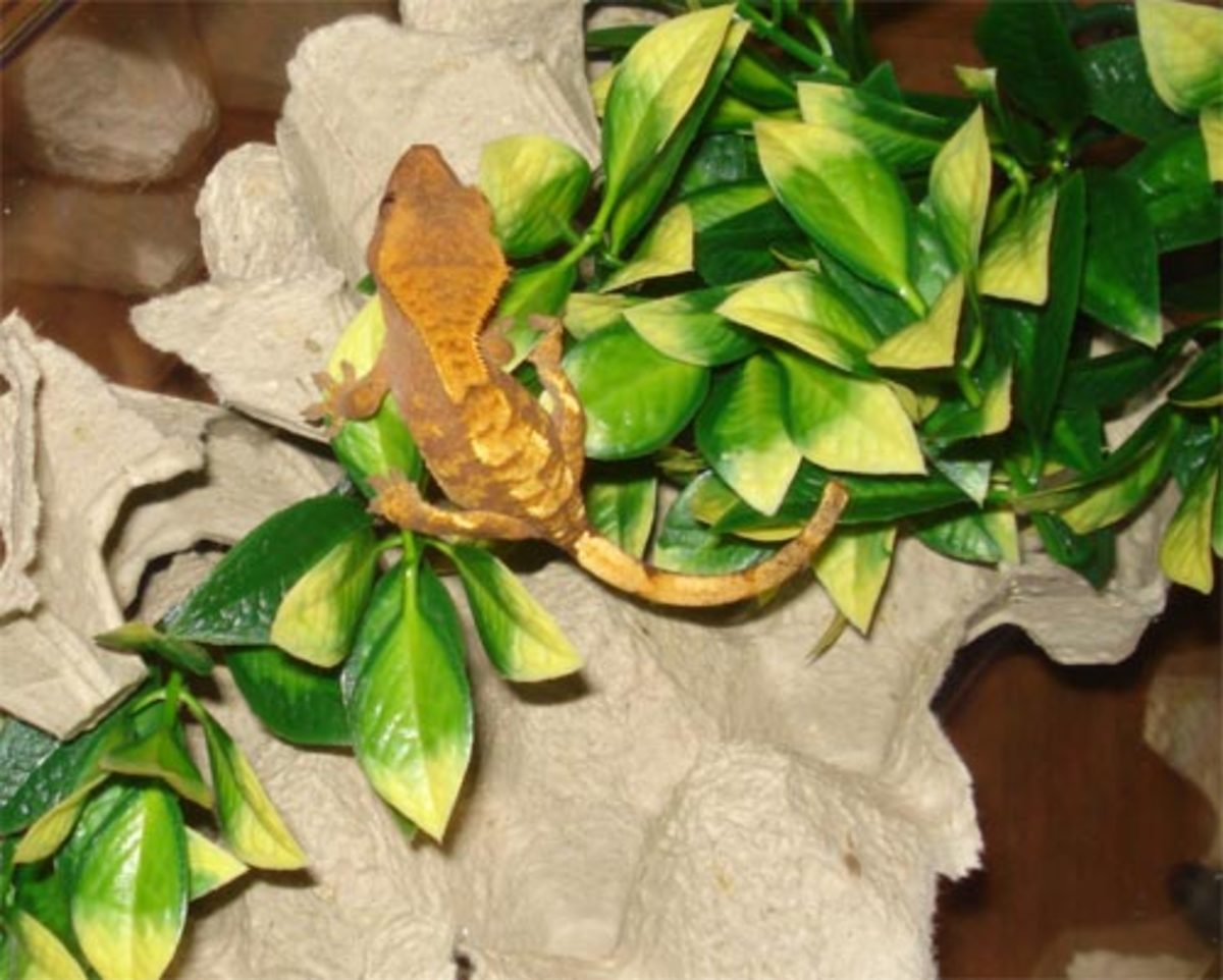 How to Set Up a Simple or Natural Crested Gecko Enclosure PetHelpful