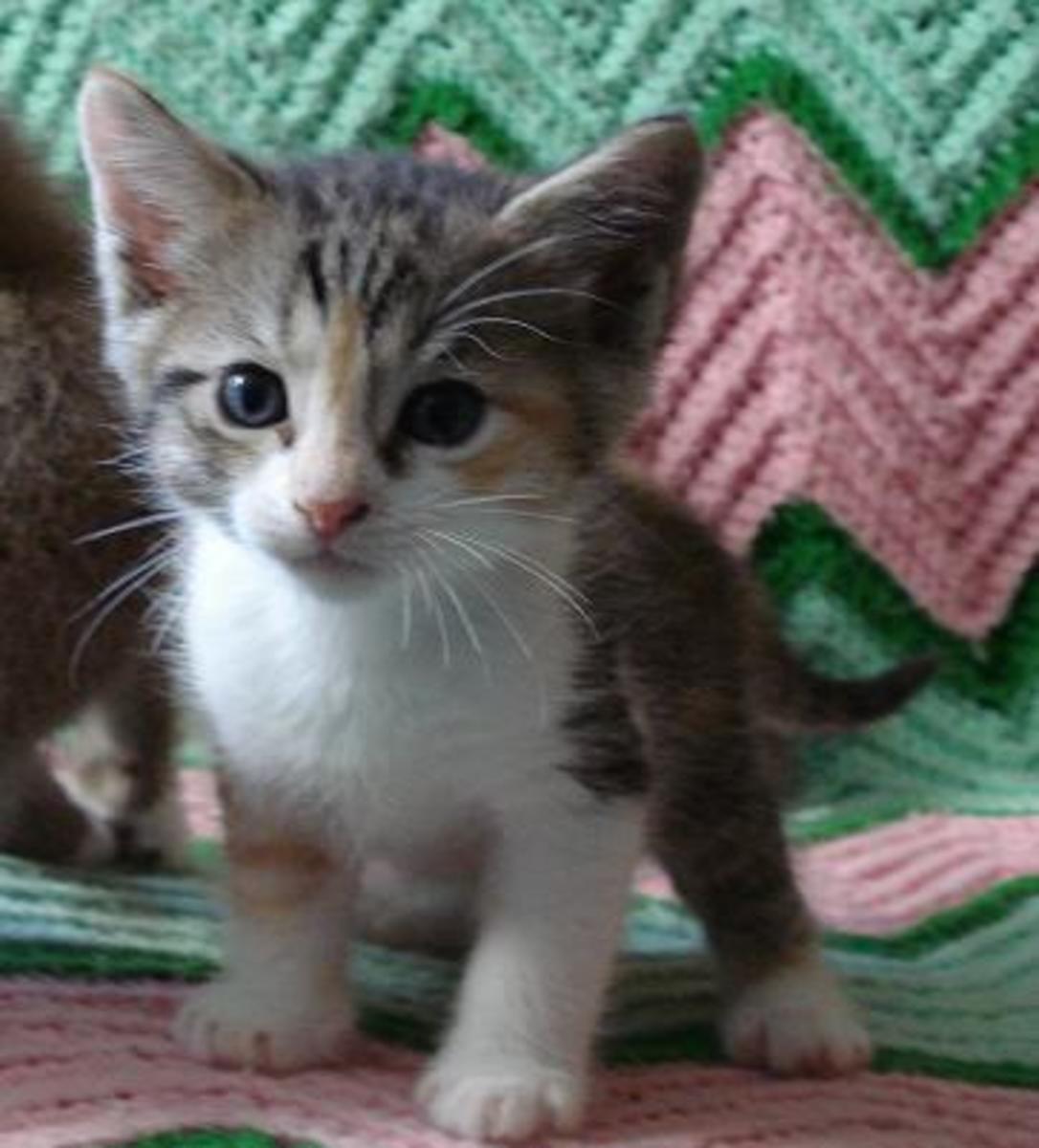 Crate training a kitten at night best sale