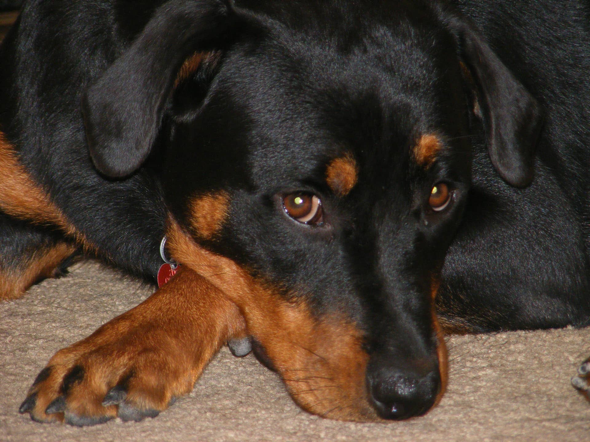View of Understanding the 3 Stages of a Dog's Birthing Process - PetHelpful