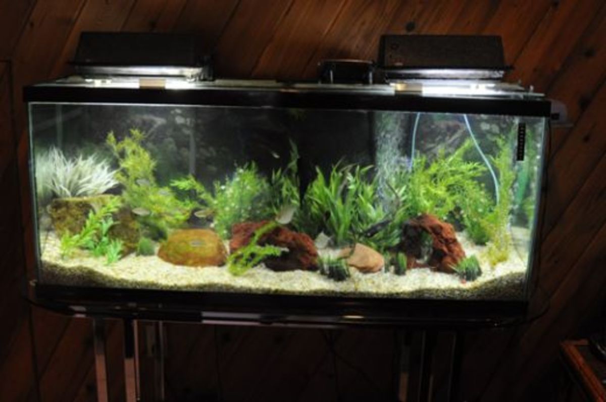 How to Do Simple and Complete Water Changes in a Fish Tank 