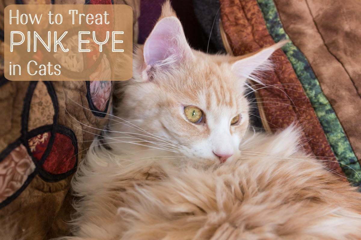 Pink eye medicine for cats best sale