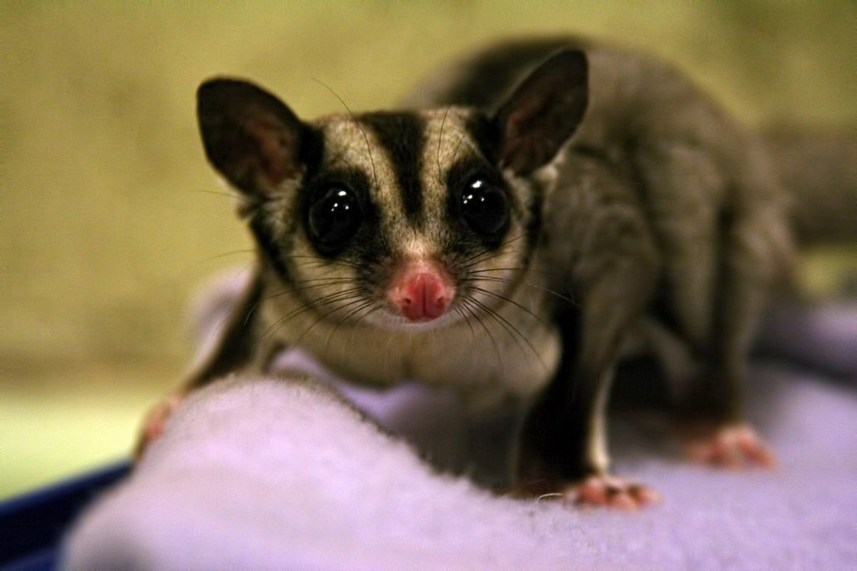 My sugar glider hotsell