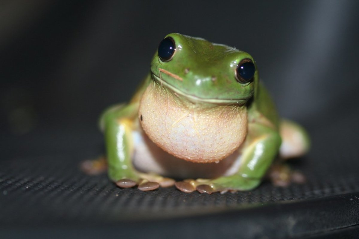 Facts About Green Tree Frogs Things to Know Before Keeping Them as Pets PetHelpful