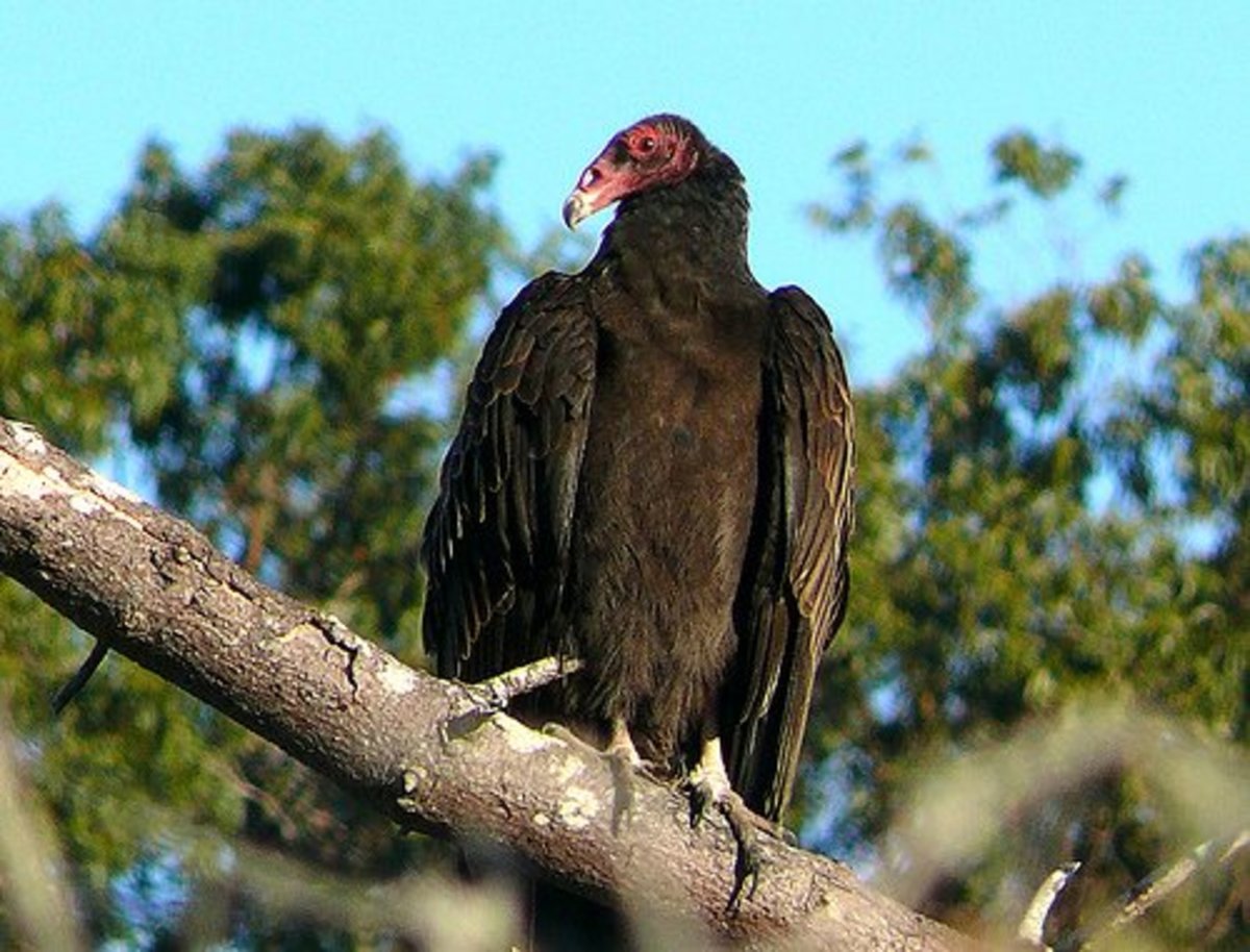 Will a Turkey Vulture Attack My Small Cat or Dog? - PetHelpful