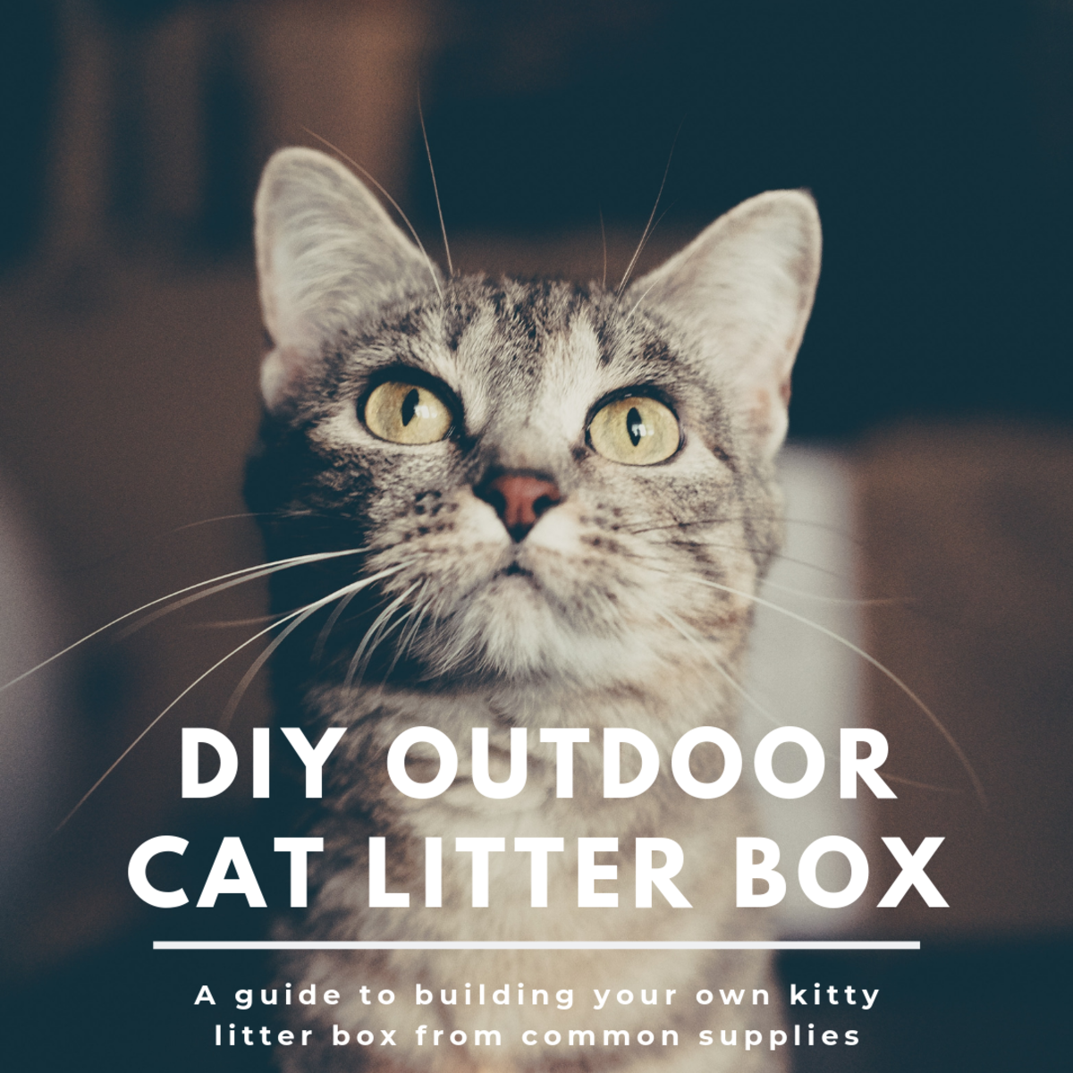 Outdoor litter box for feral cats hotsell