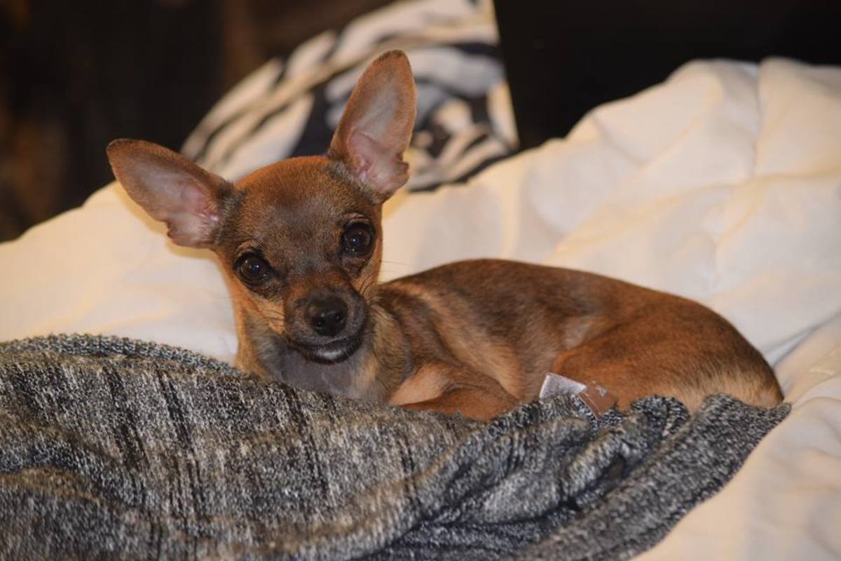 Chihuahuas Care and Maintenance of the Smallest Dog Breed PetHelpful