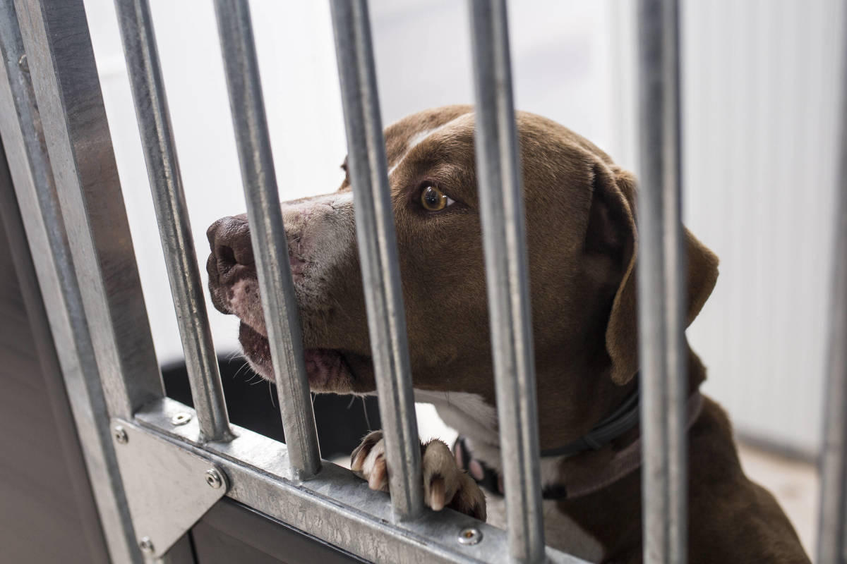 New York City Dog Shelter in 'Crisis Mode' Is Desperate for People to