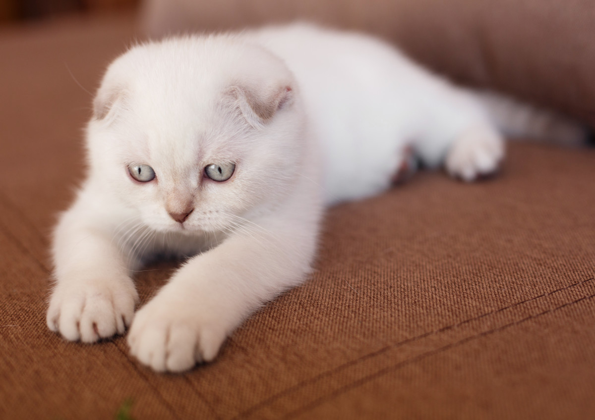 cat-cries-for-his-owner-at-night-in-heartbreaking-video-pet-news