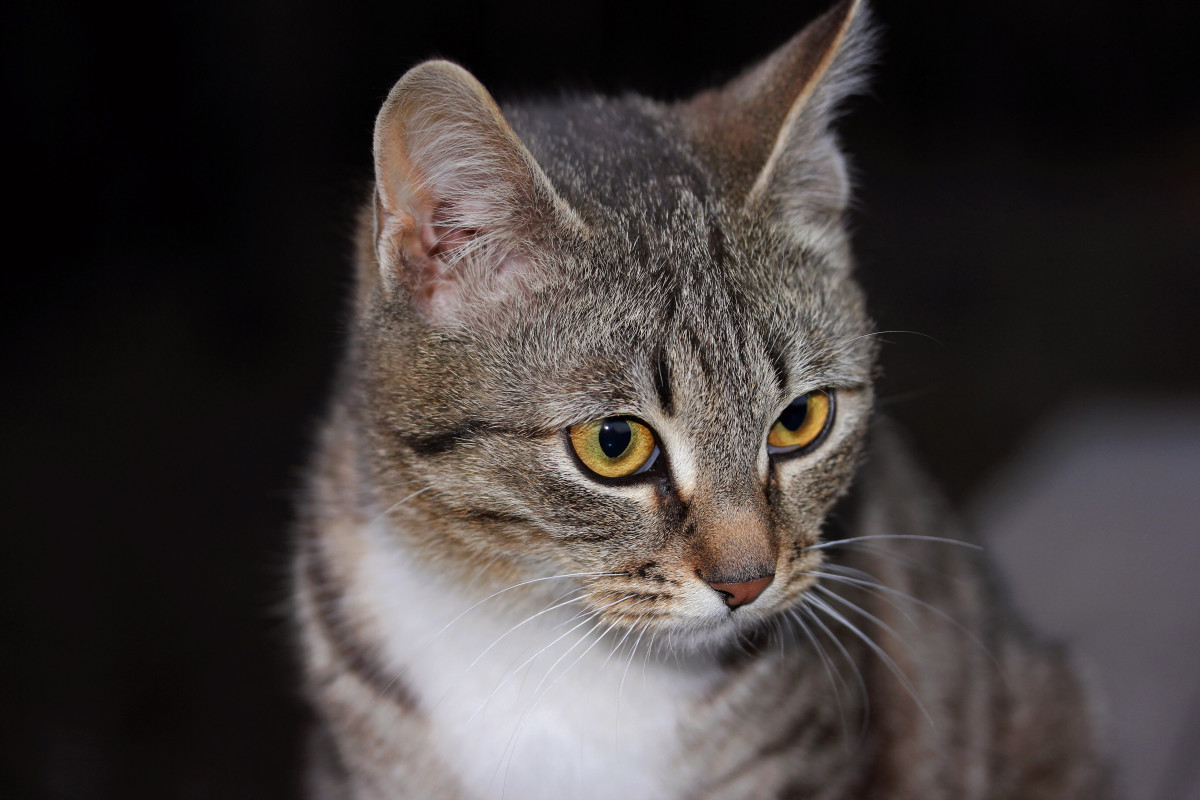 Cat Stealthily Tries to Steal Tennis Ball From Dog - PetHelpful News