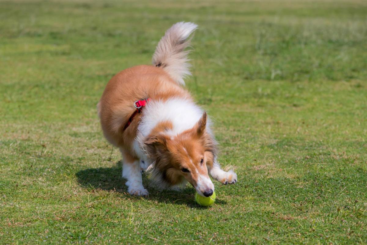 Woof! Woof! Adorable Sheltie Dog Takes Over Couple's Wedding Photos ...