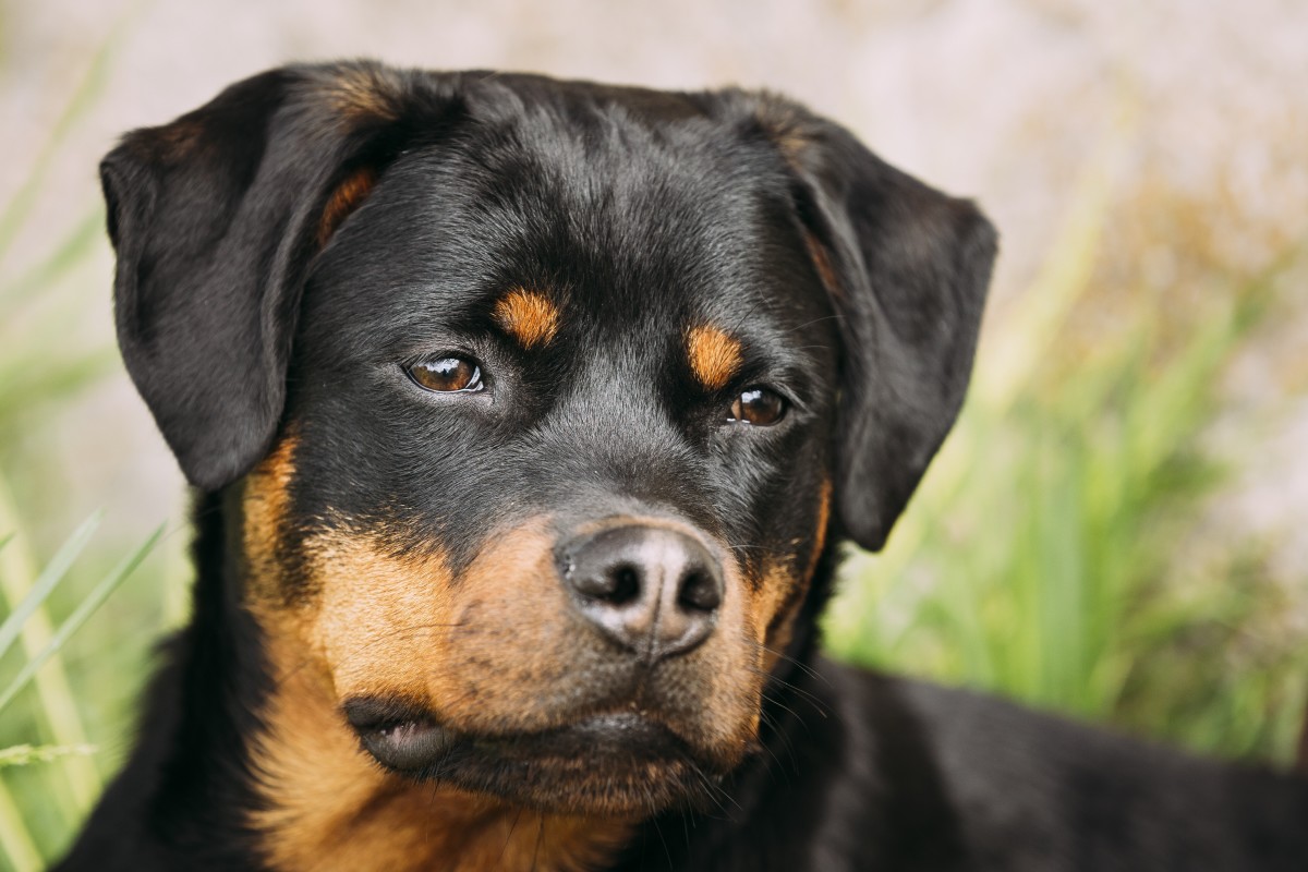 Video of Rottweiler Sweetly Caring for Tiny Kitten Has People So ...