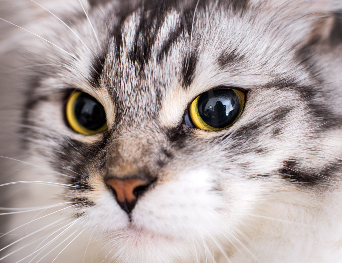 Video of Cat Banging on Sliding Glass Door Has Total Meme Potential