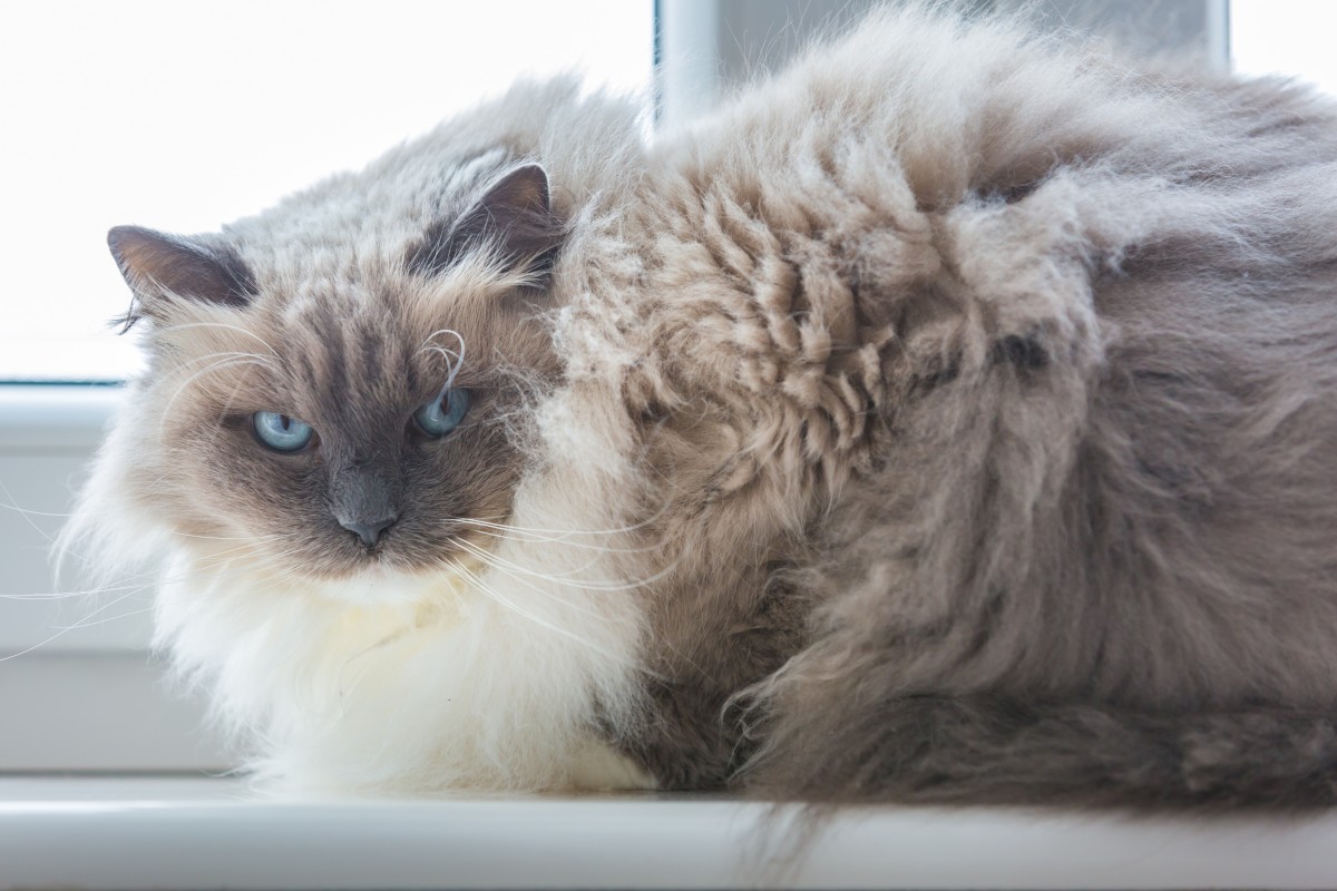 Cat Takes Over Dad's Bed and Refuses to Give It Back in Viral Video