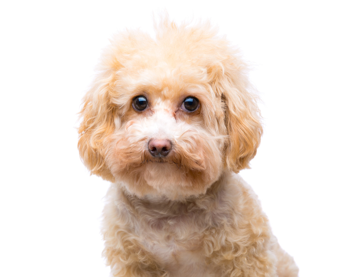 Watch: Maltipoo Pup and Bunny Are the Best of Friends