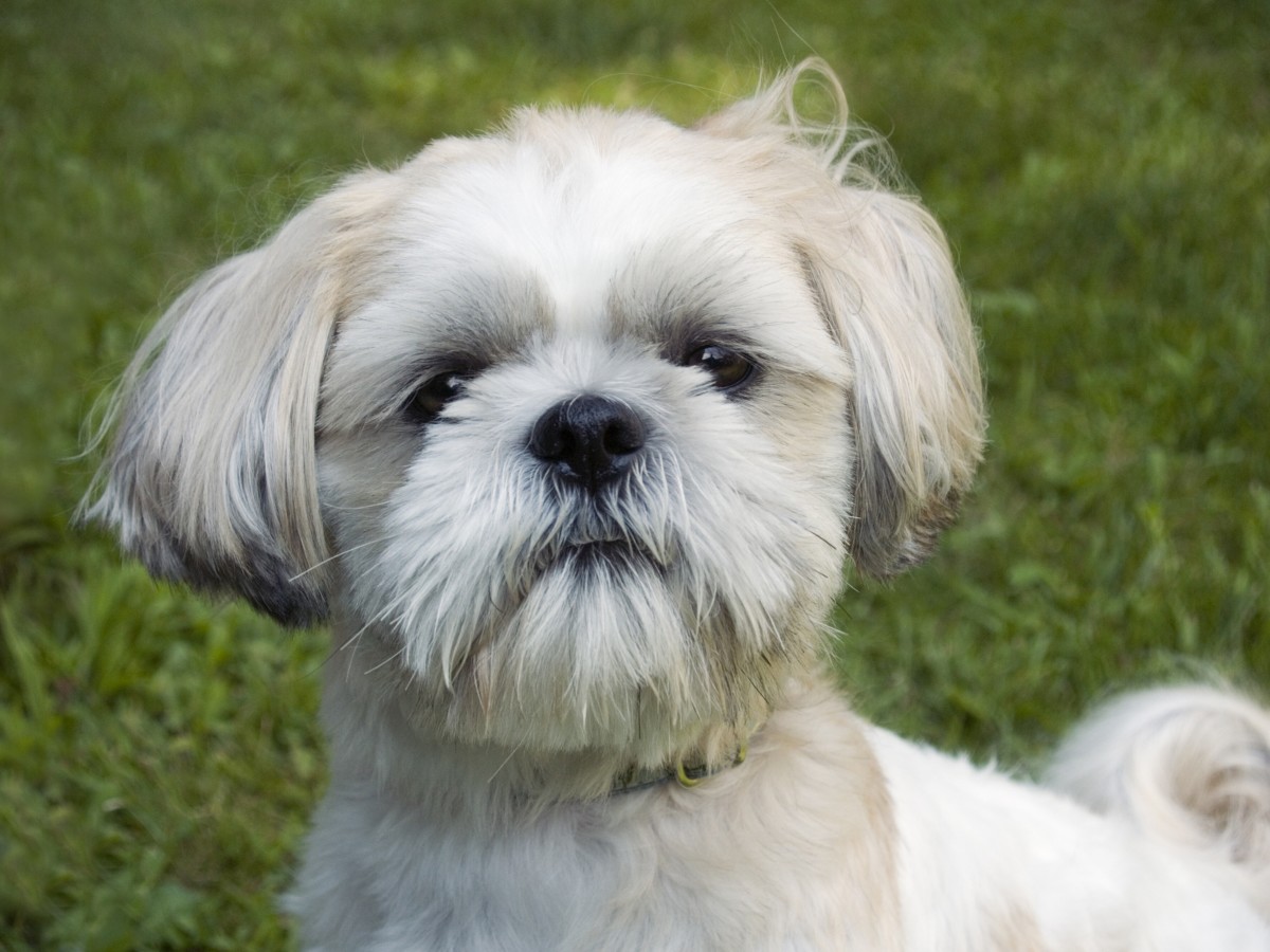 Video of Little Dog Praying for Grandma to Get Better Soon Is Just ...