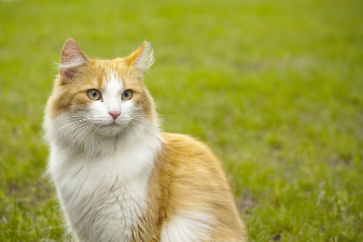 Video of 19-Year-Old Cat Enjoying the Sunshine One Last Time Is ...