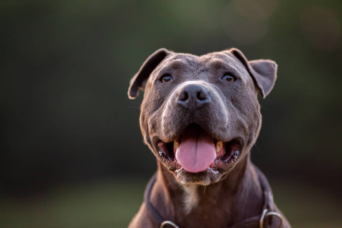 Video of Dog Playing the Piano and Singing Has People Obsessed - Pet News