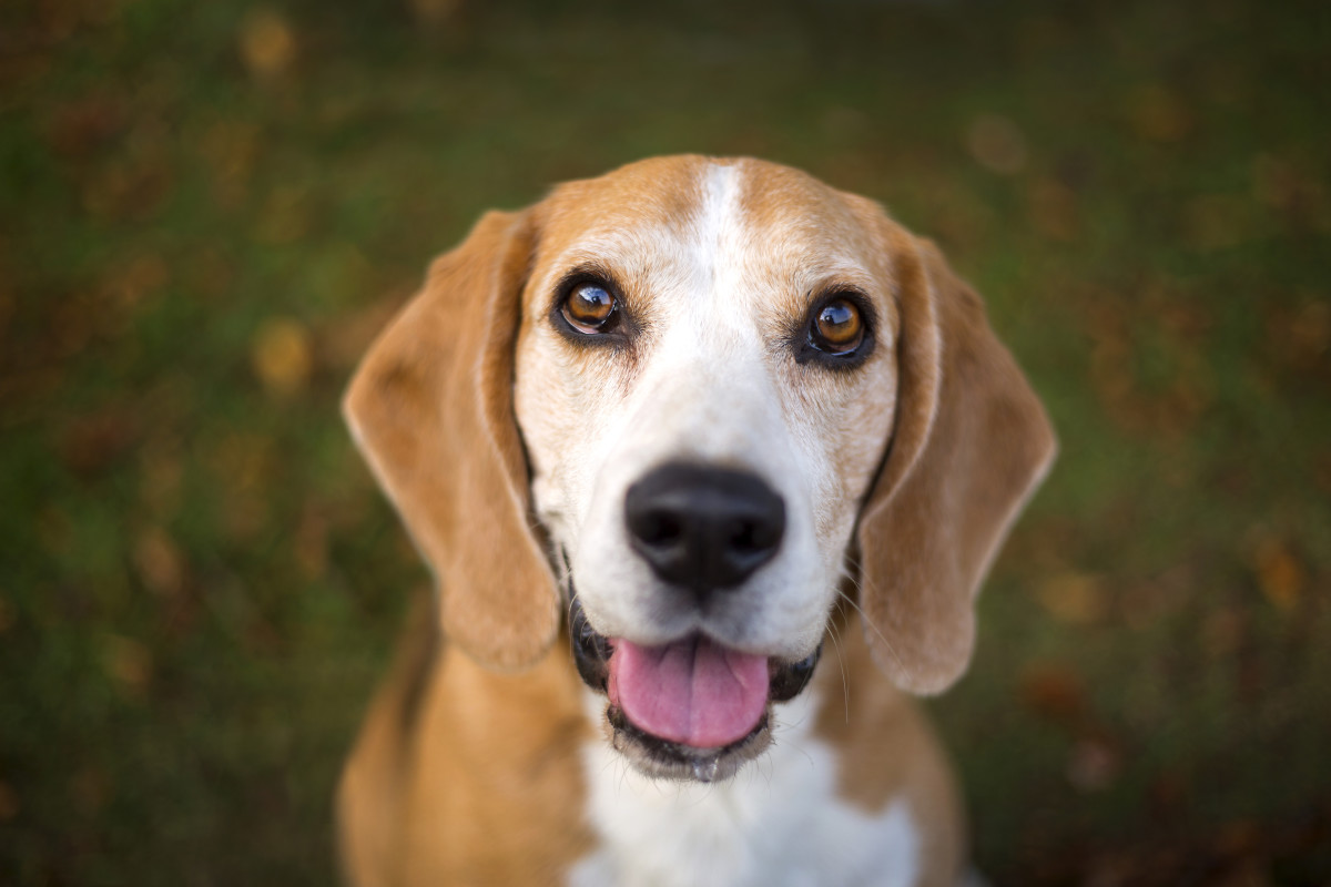 Senior Beagle Being Overlooked by Adopters Because of Her Age Breaks ...